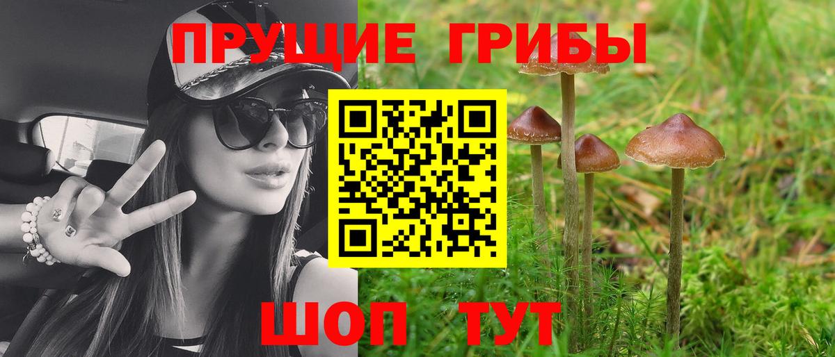 Галлюциногенные грибы Psilocybe  Гудермес 